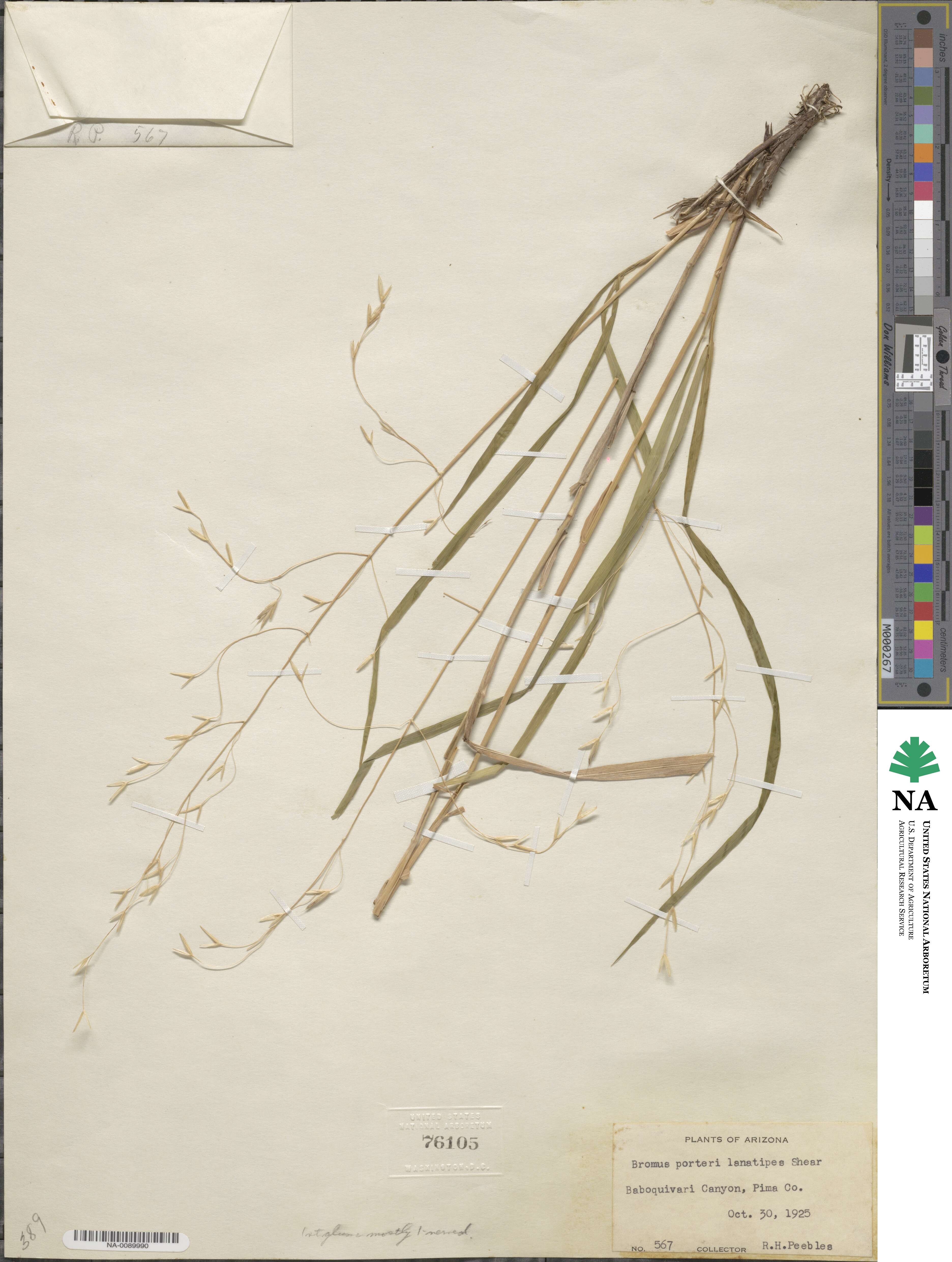 Bromus lanatipes image