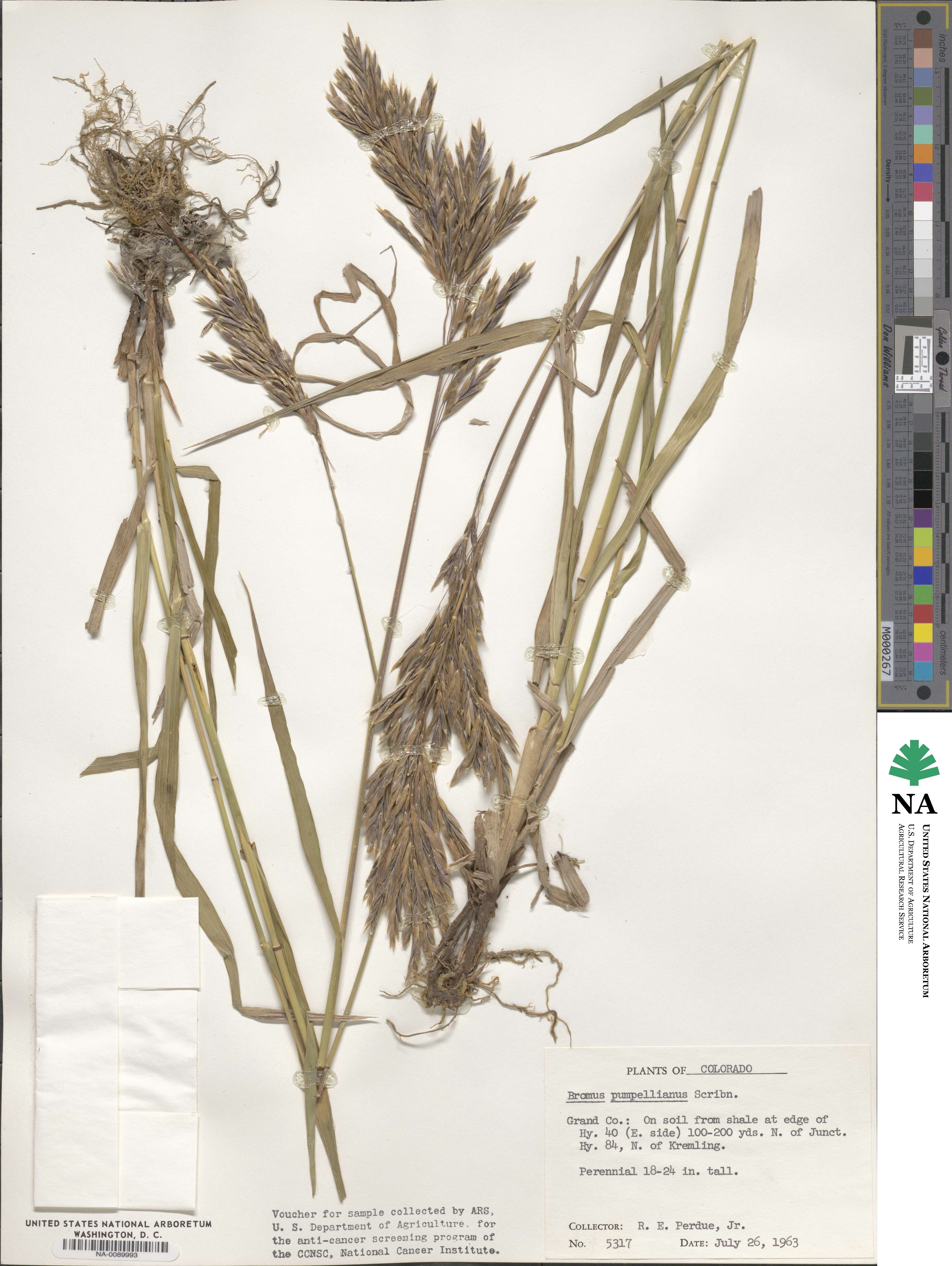 Bromus pumpellianus image