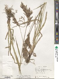 Bromus pumpellianus image