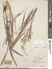 Bromus pumpellianus image