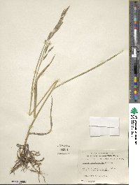 Bromus pumpellianus image