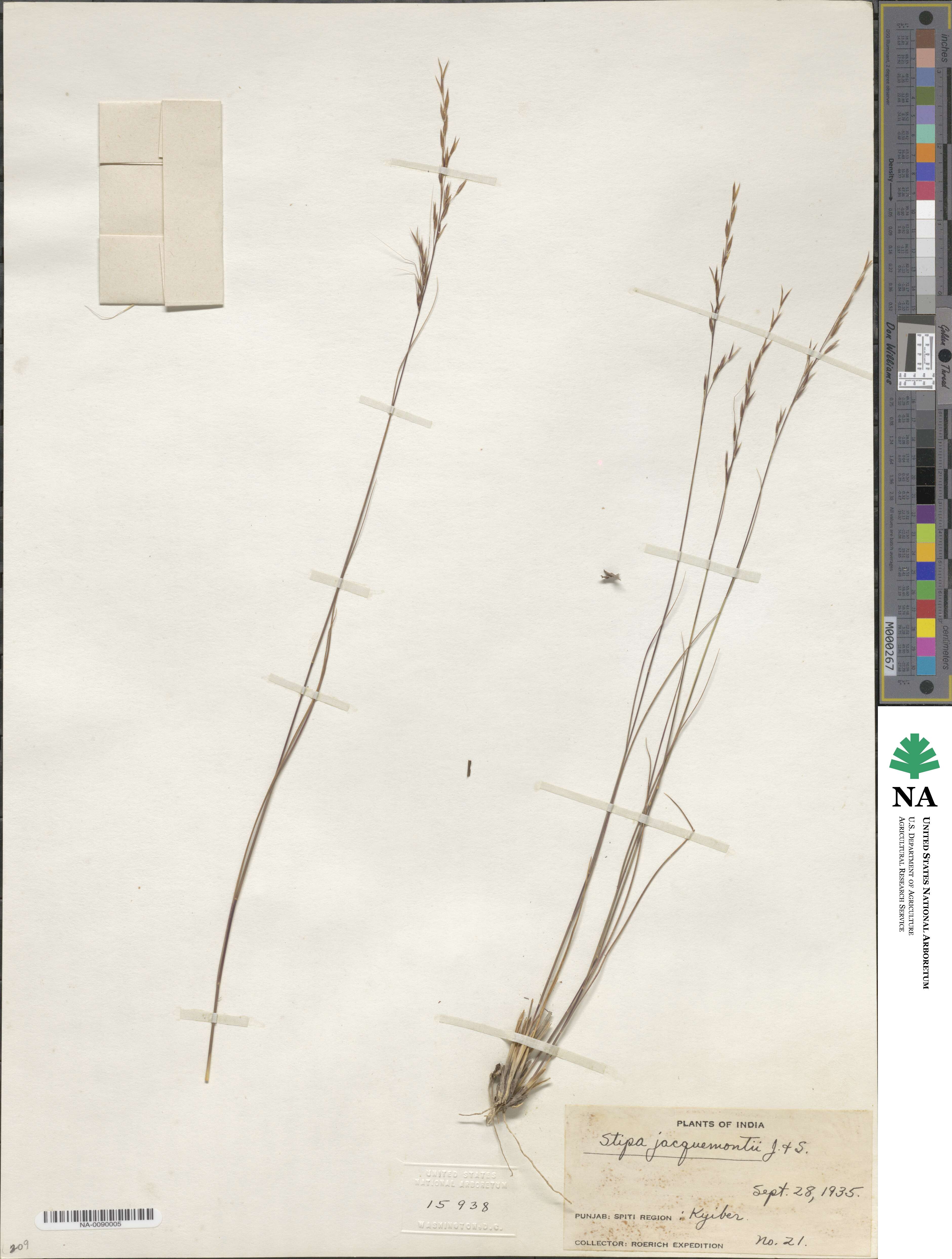 Achnatherum jacquemontii image