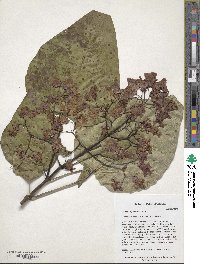 Catalpa bignonioides image