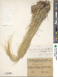 Image of Stipa lingua