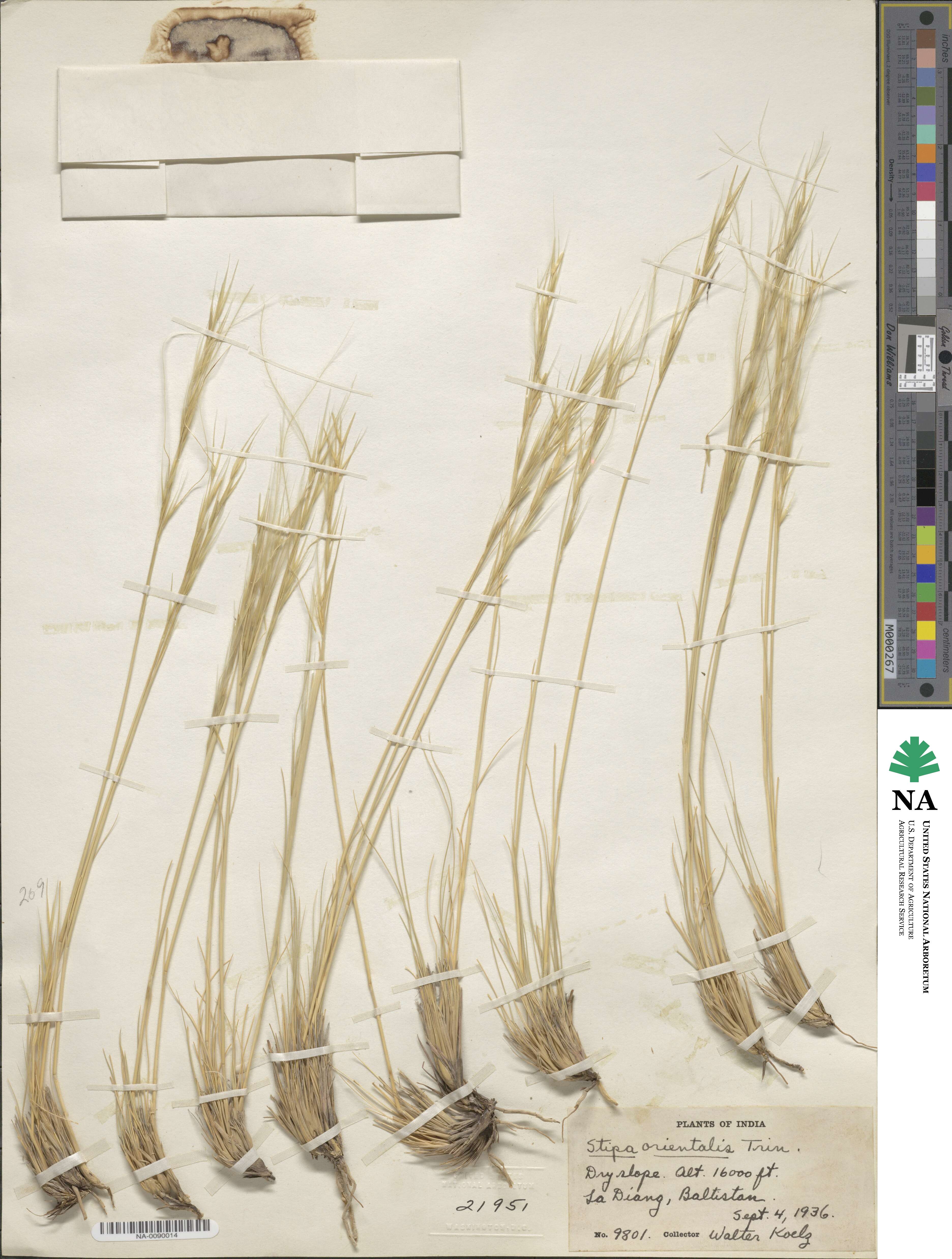 Stipa orientalis image