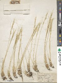 Stipa orientalis image