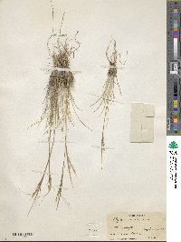 Stipa orientalis image