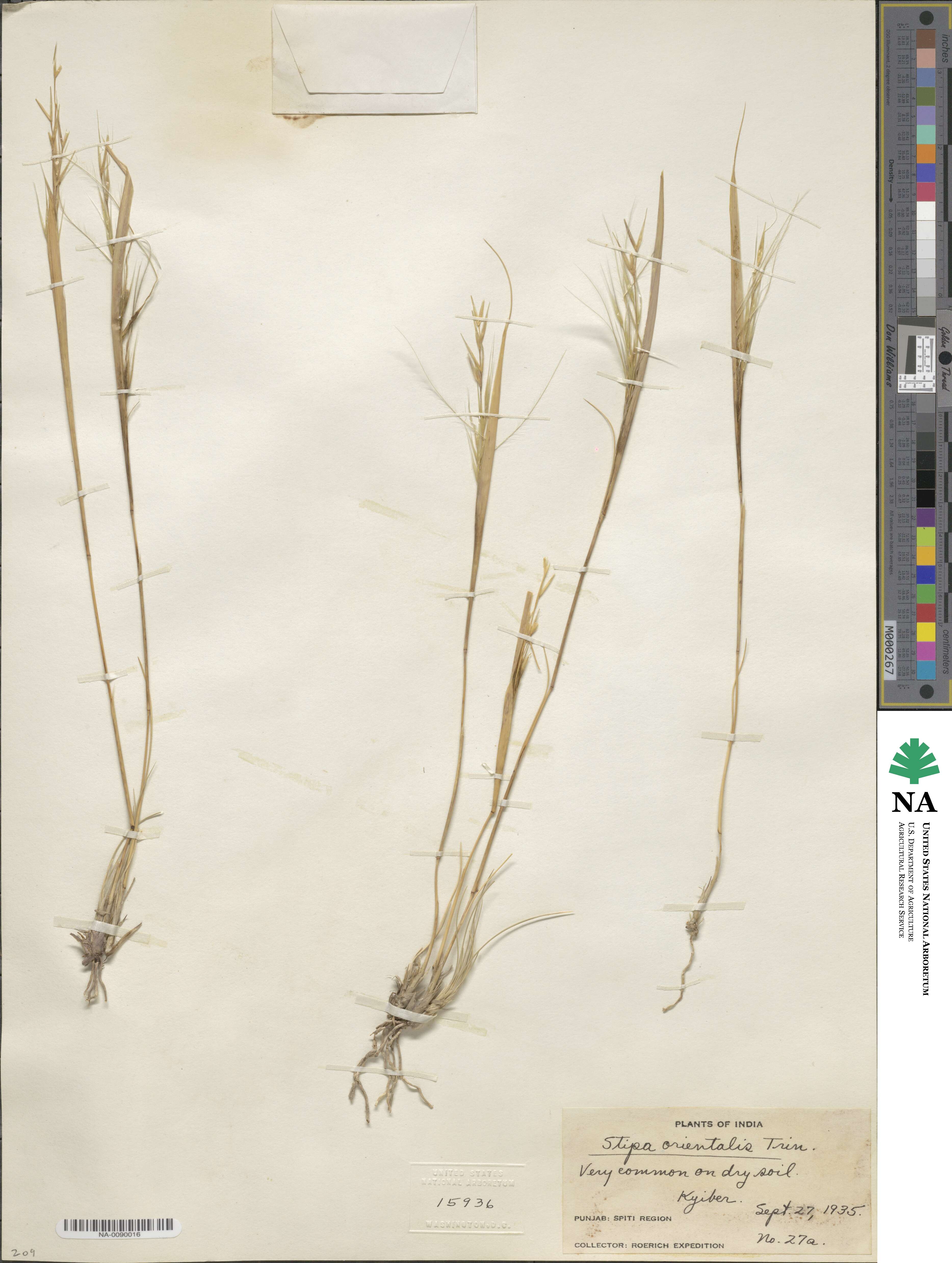 Stipa orientalis image