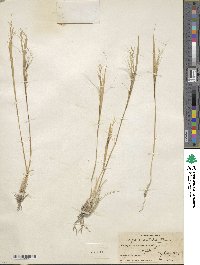 Stipa orientalis image