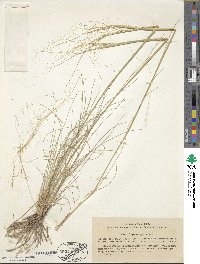 Image of Stipa sareptana