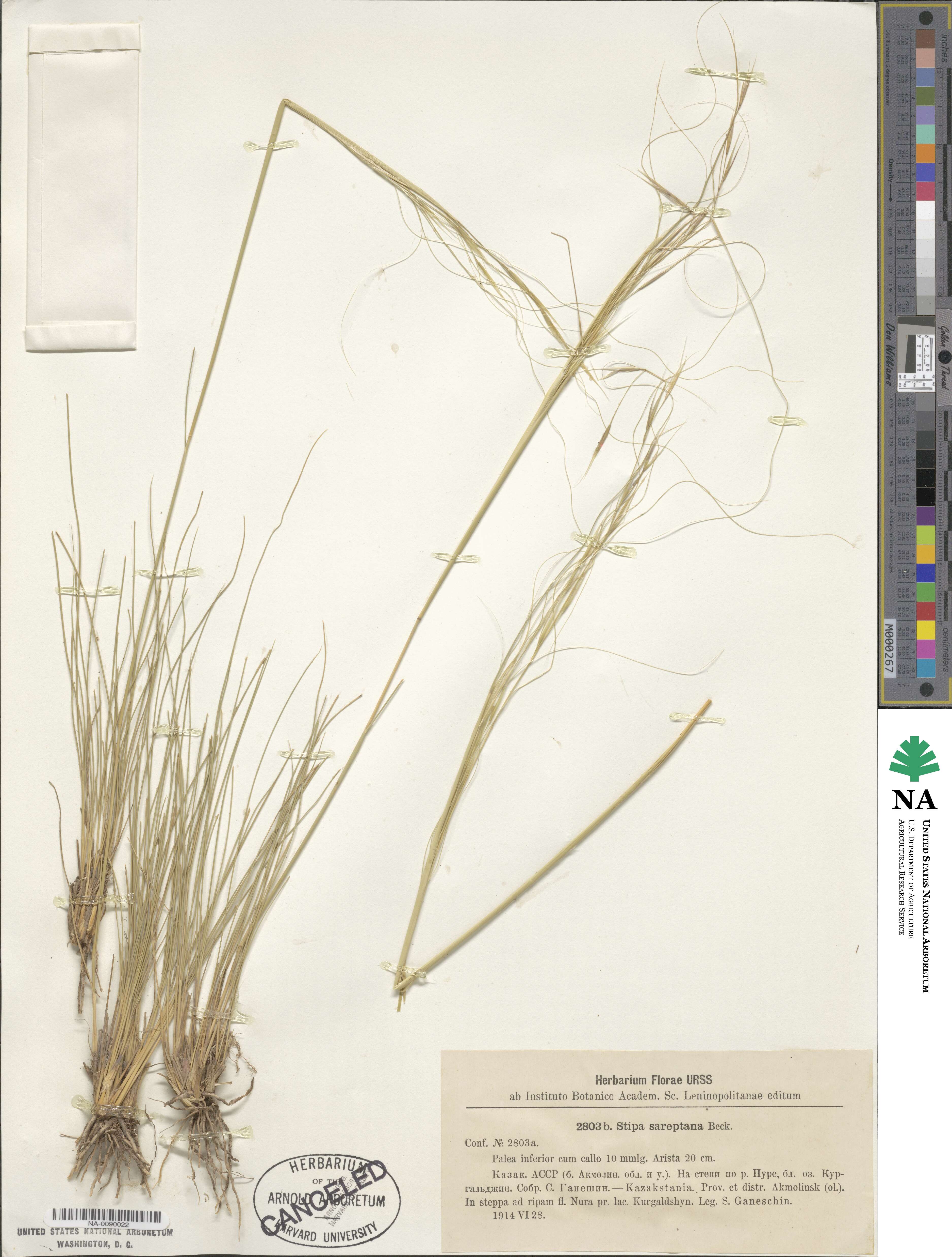 Stipa sareptana image