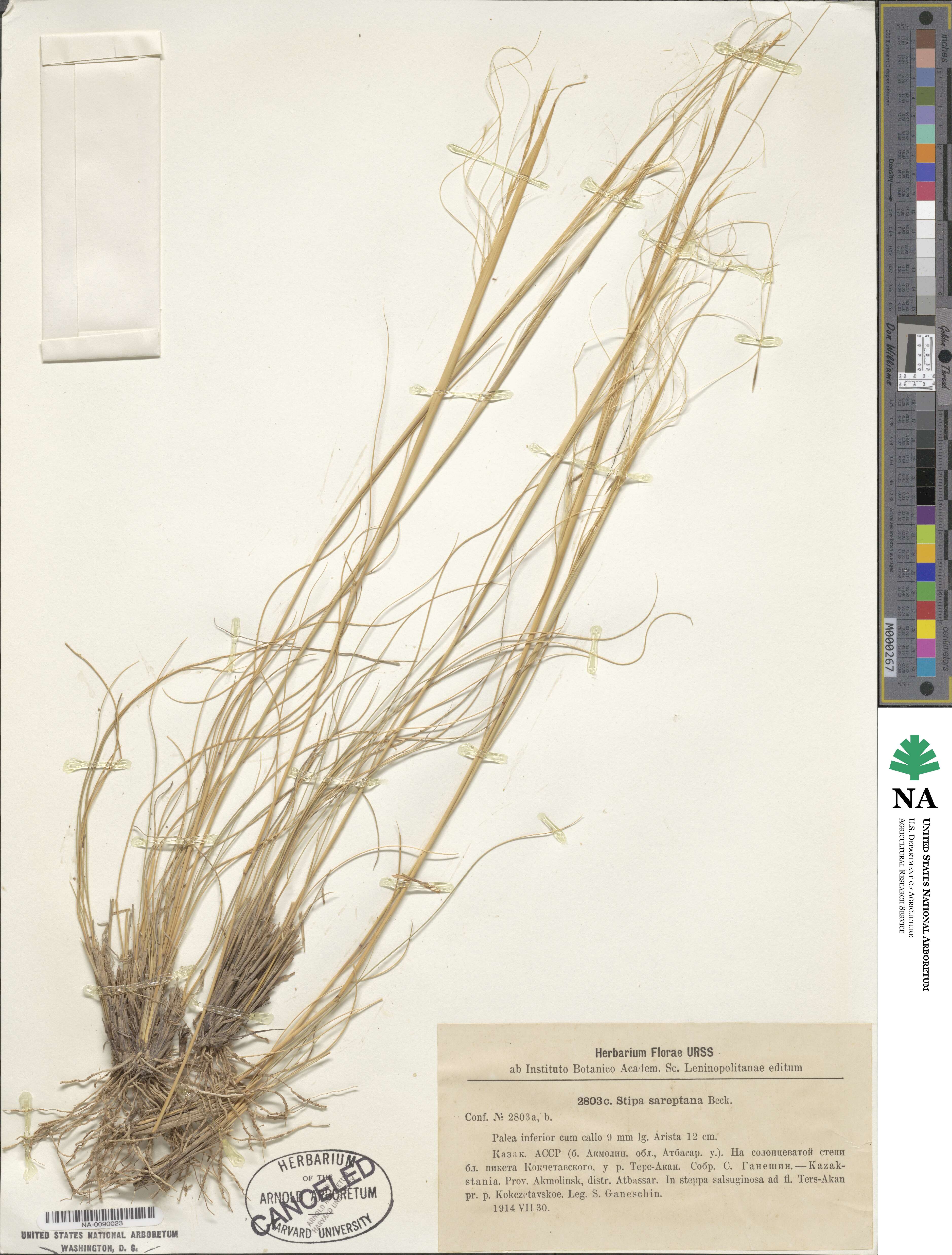 Stipa sareptana image