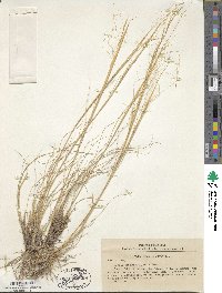 Stipa sareptana image