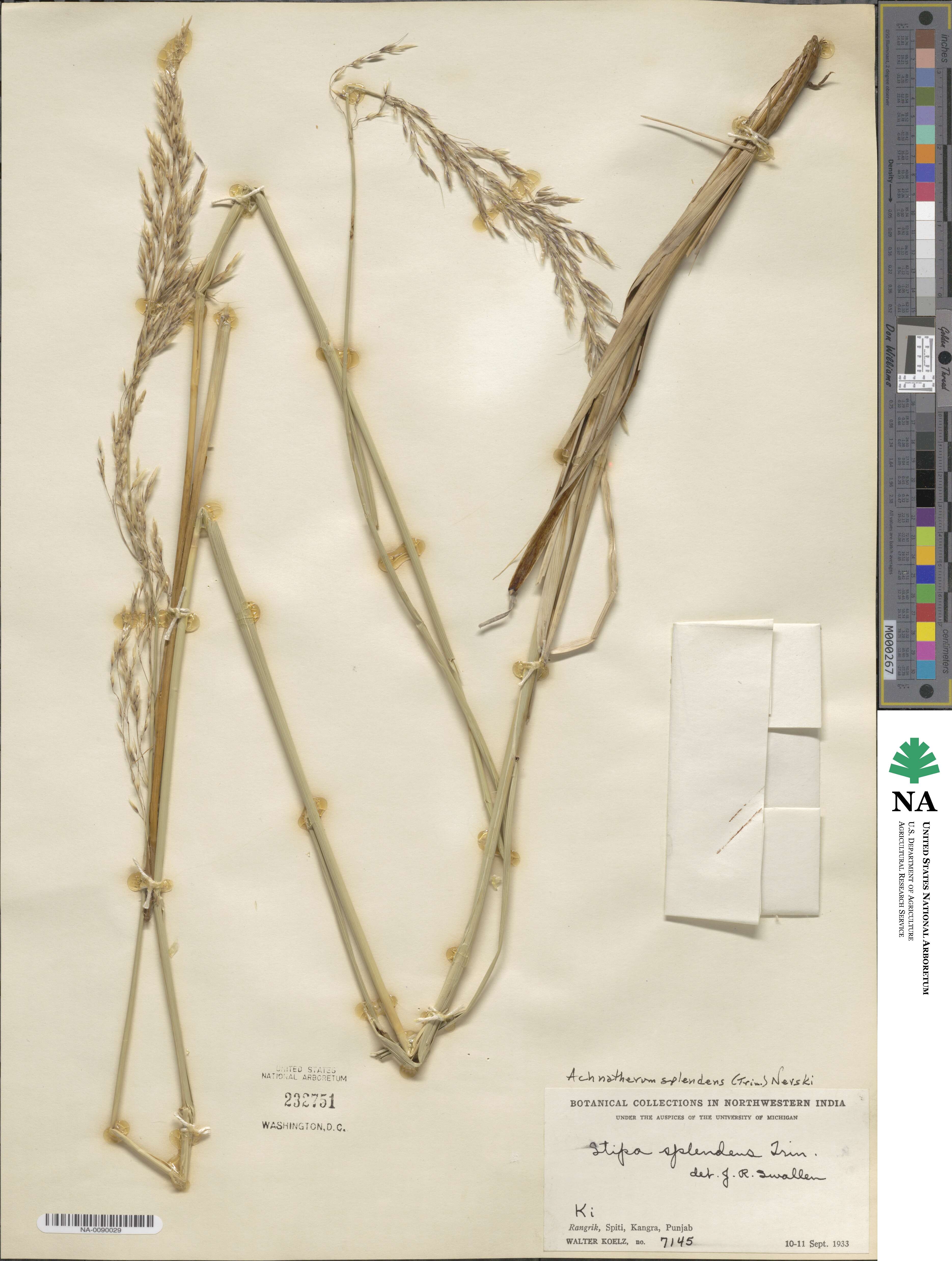 Neotrinia splendens image