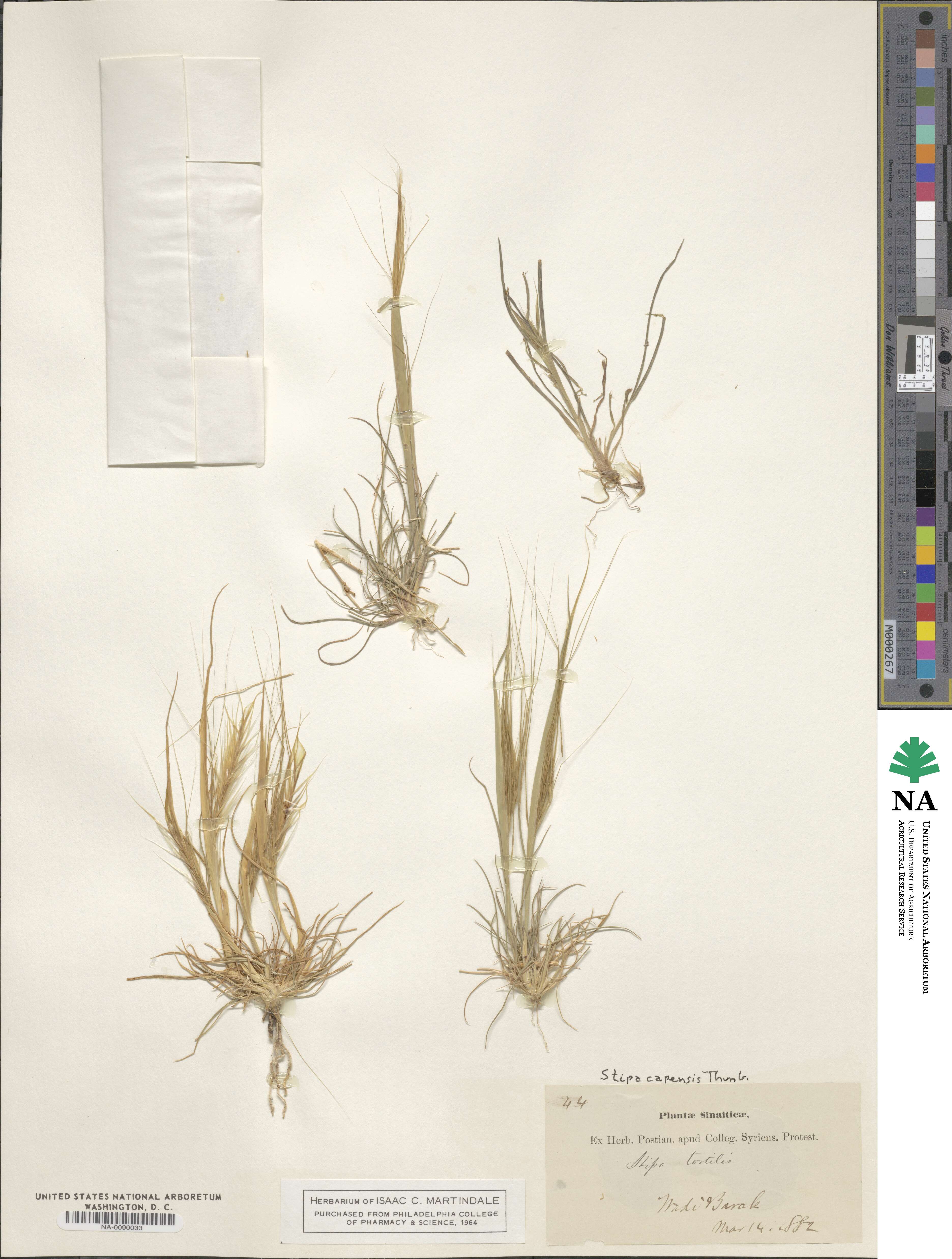 Stipa capensis image