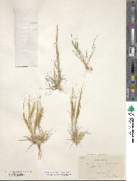 Stipa capensis image