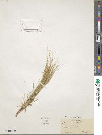 Stipa capensis image