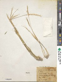 Stipa capensis image