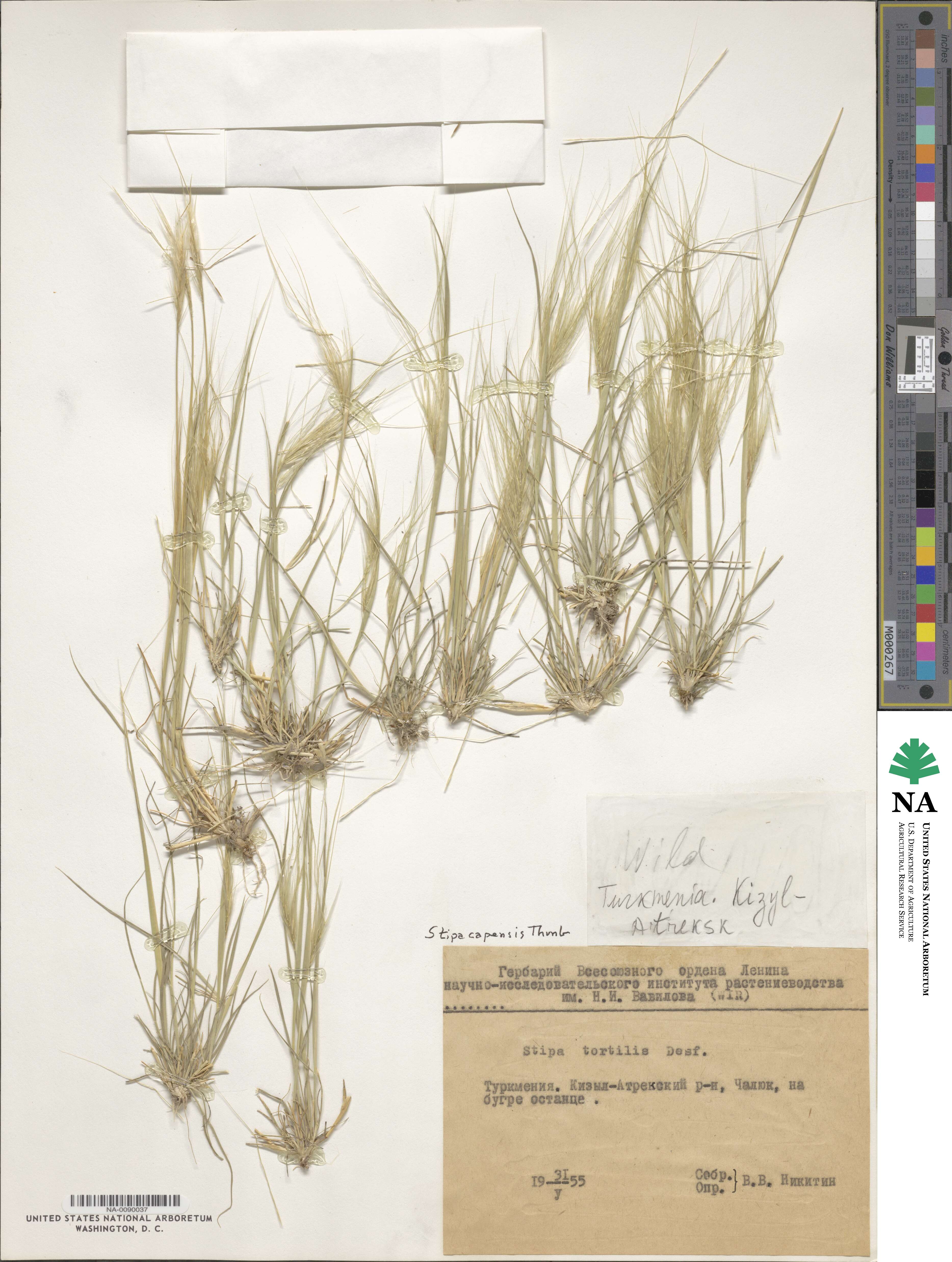 Stipa capensis image