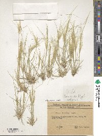 Stipa capensis image