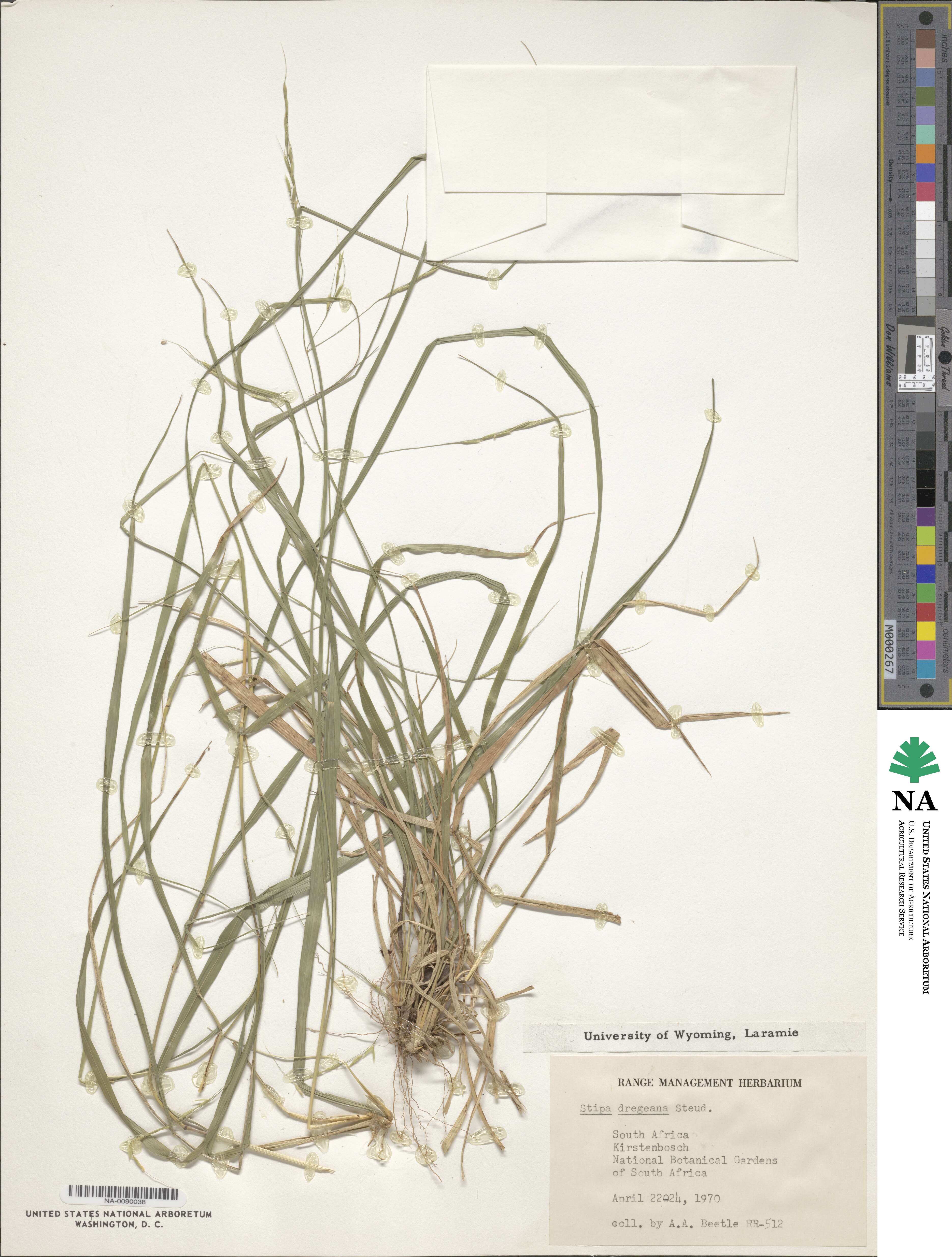 Stipa dregeana image