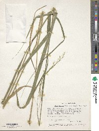 Image of Stipa keniensis