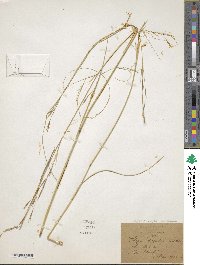 Image of Stipa lagascae