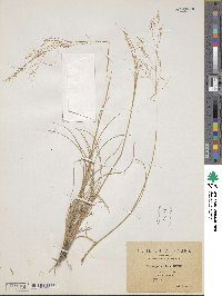 Stipa parviflora image