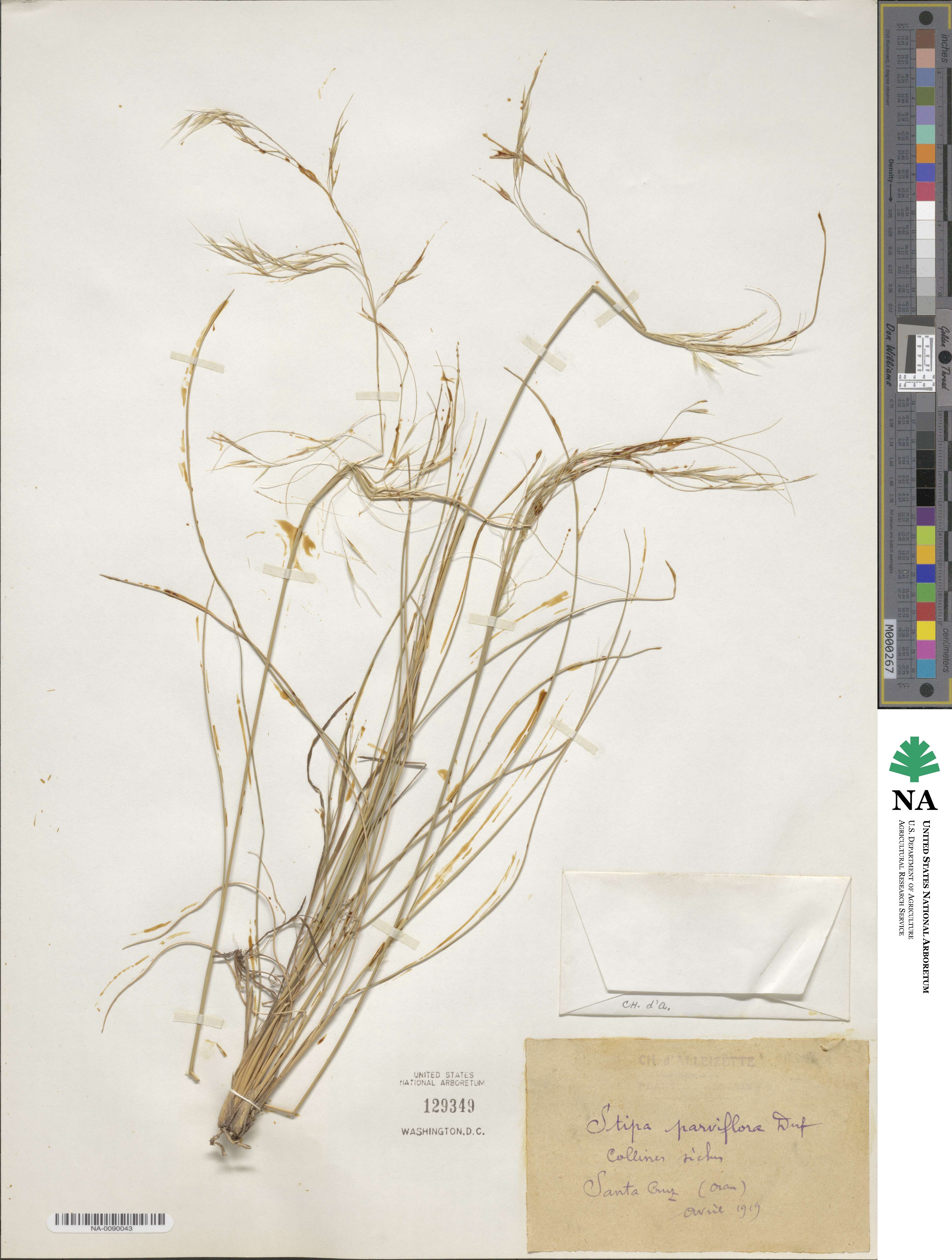 Stipa image