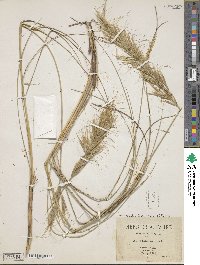 Macrochloa tenacissima image