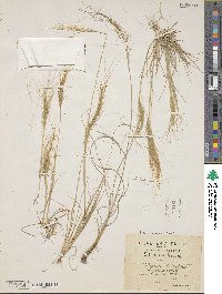 Stipa capensis image