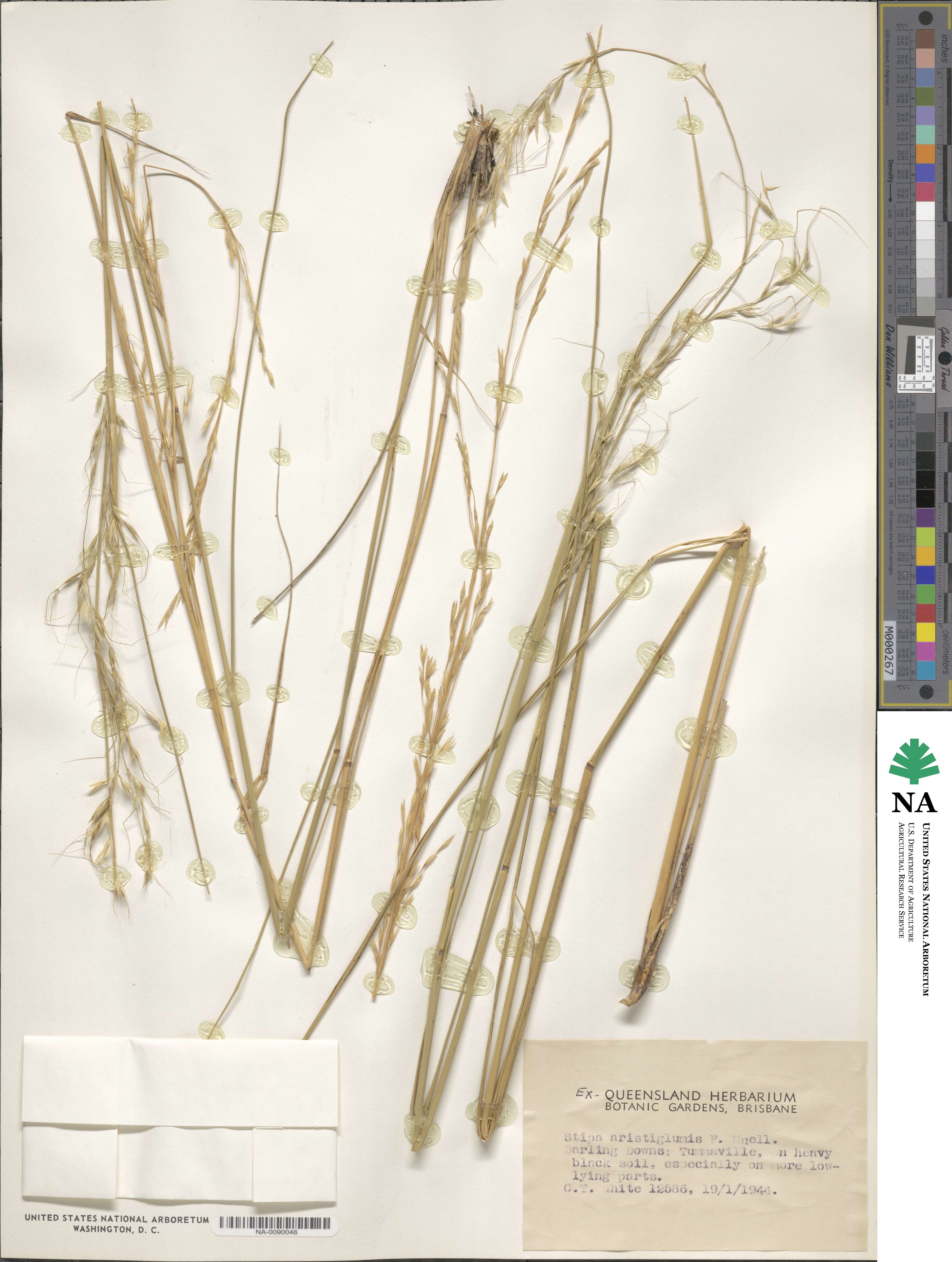 Austrostipa aristiglumis image