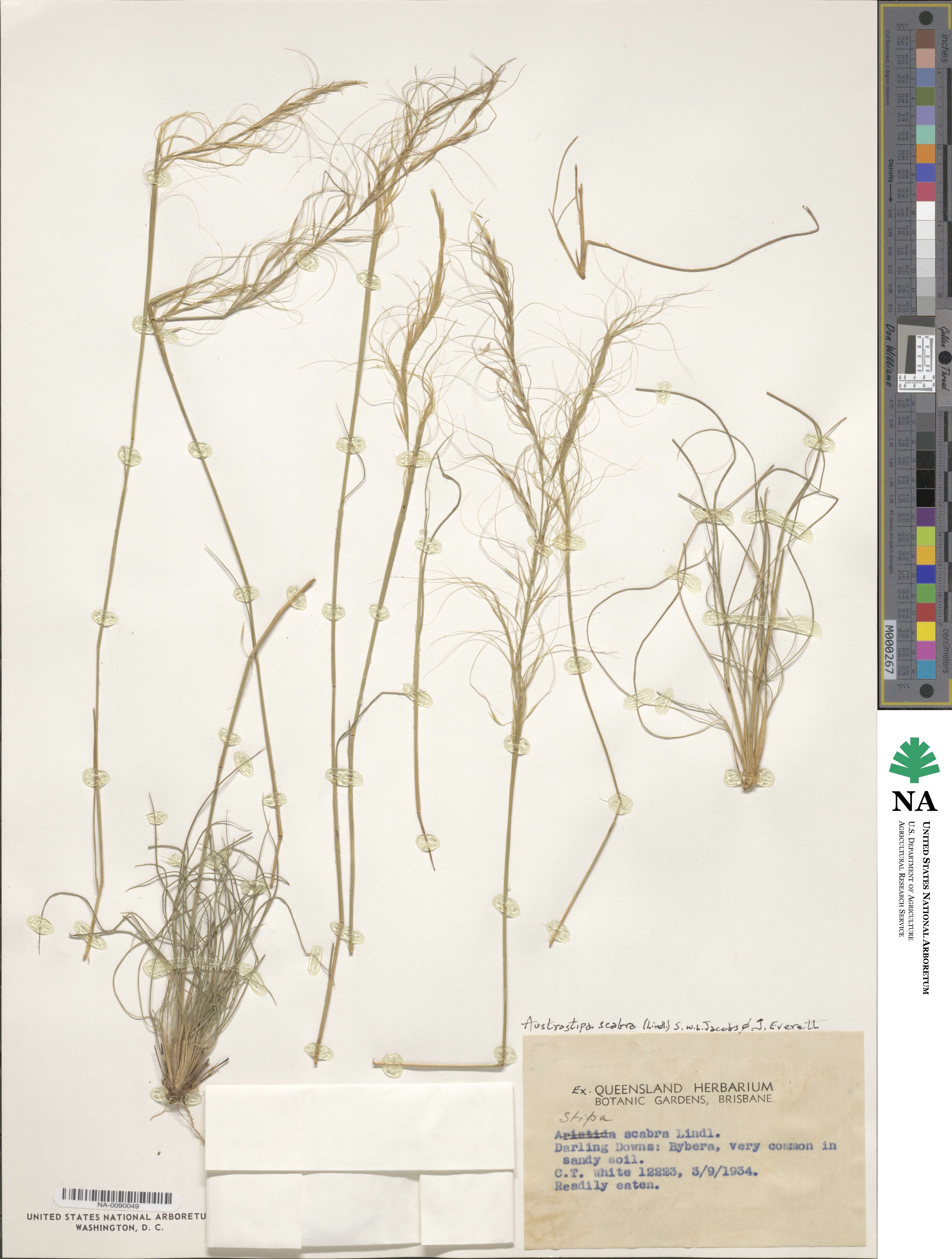 Austrostipa scabra image