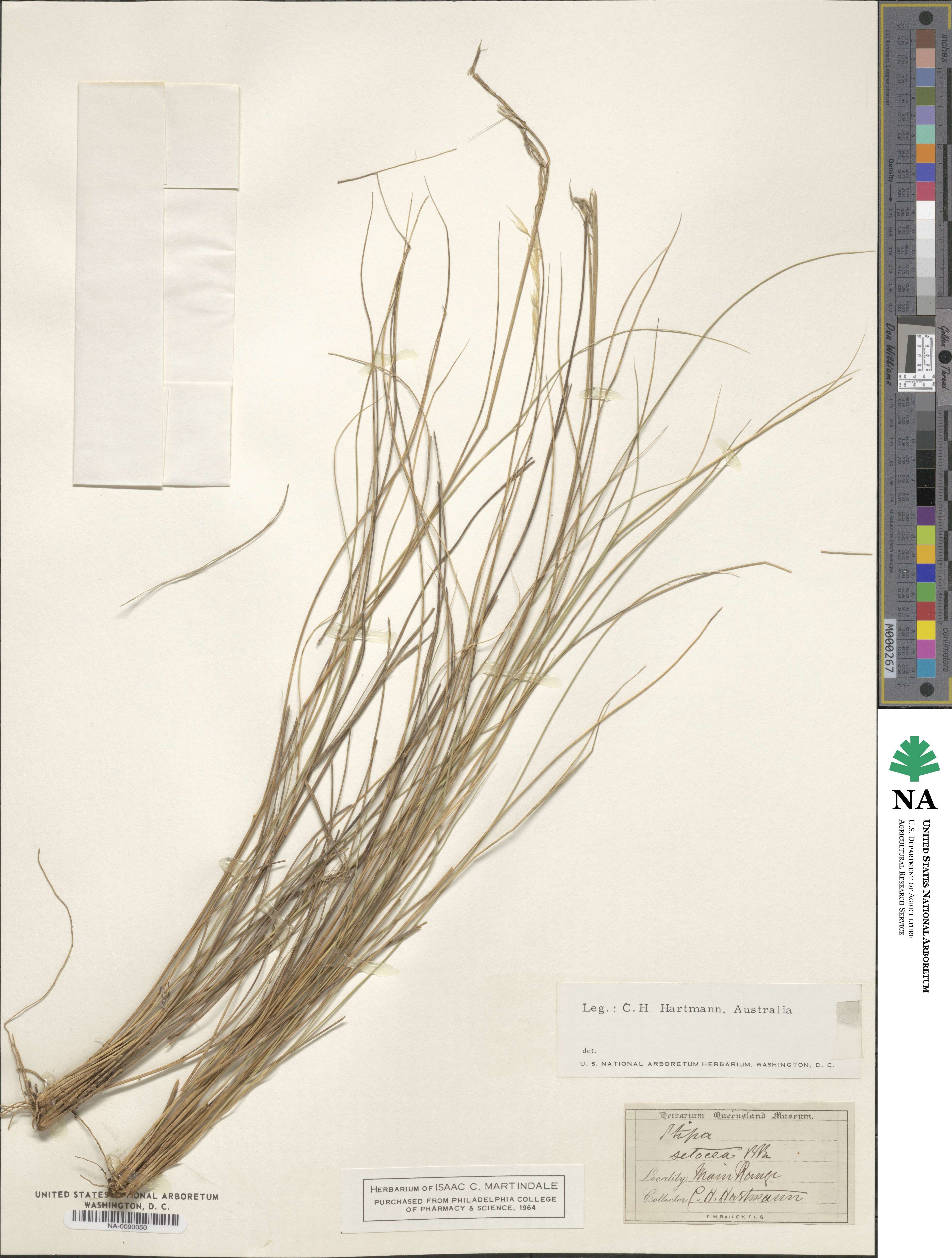 Austrostipa setacea image