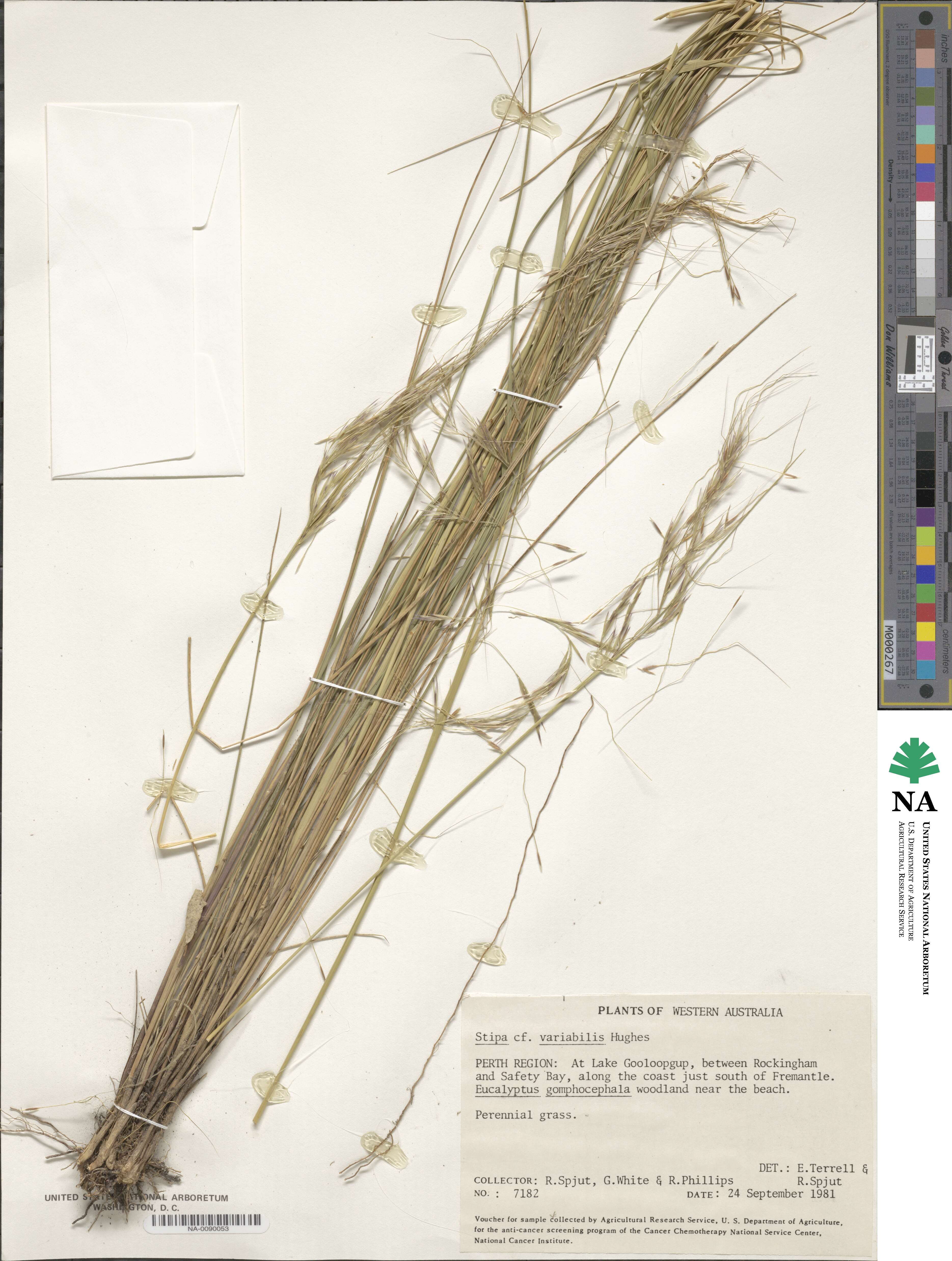 Austrostipa variabilis image