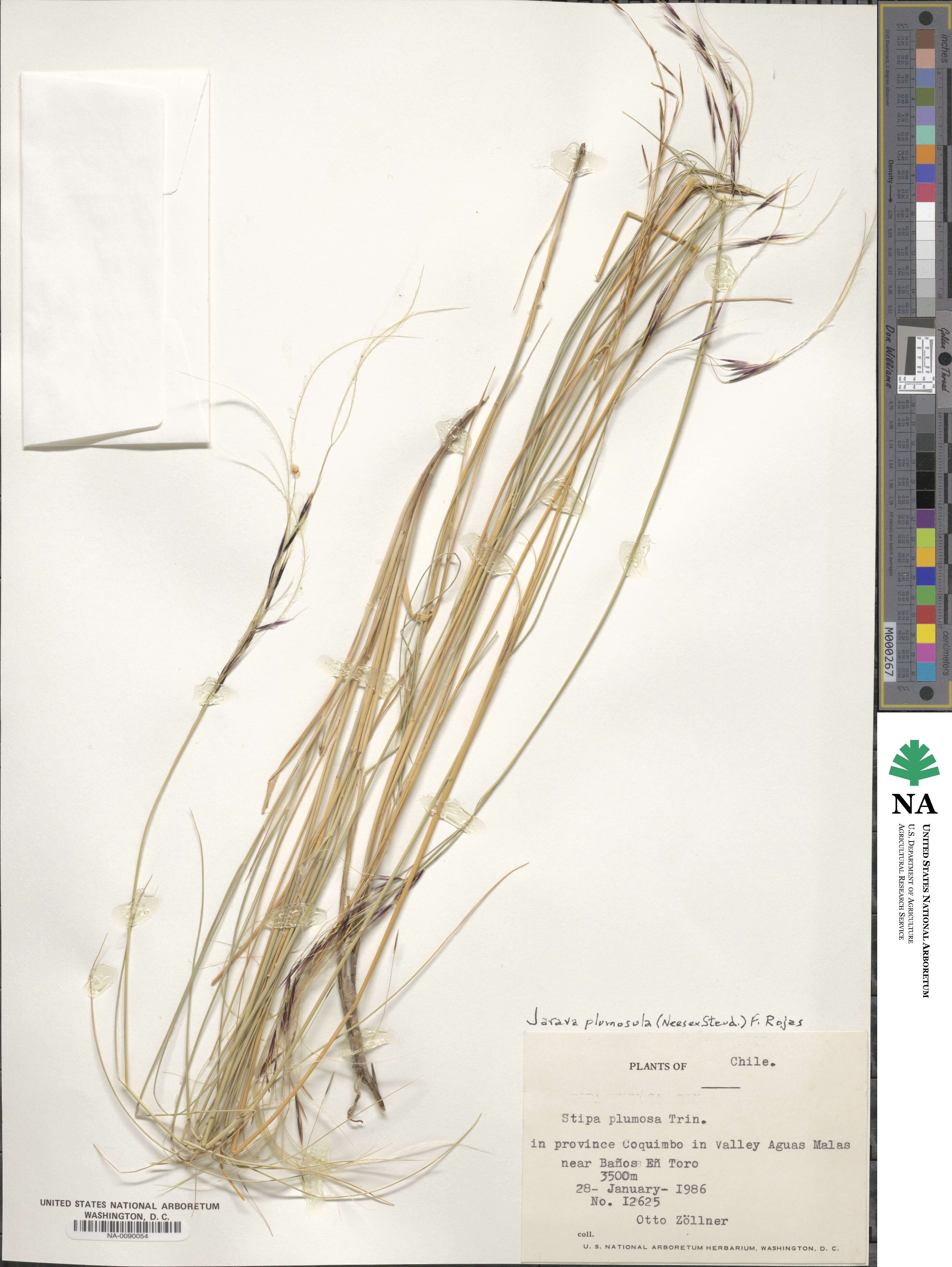 Stipa plumosa image