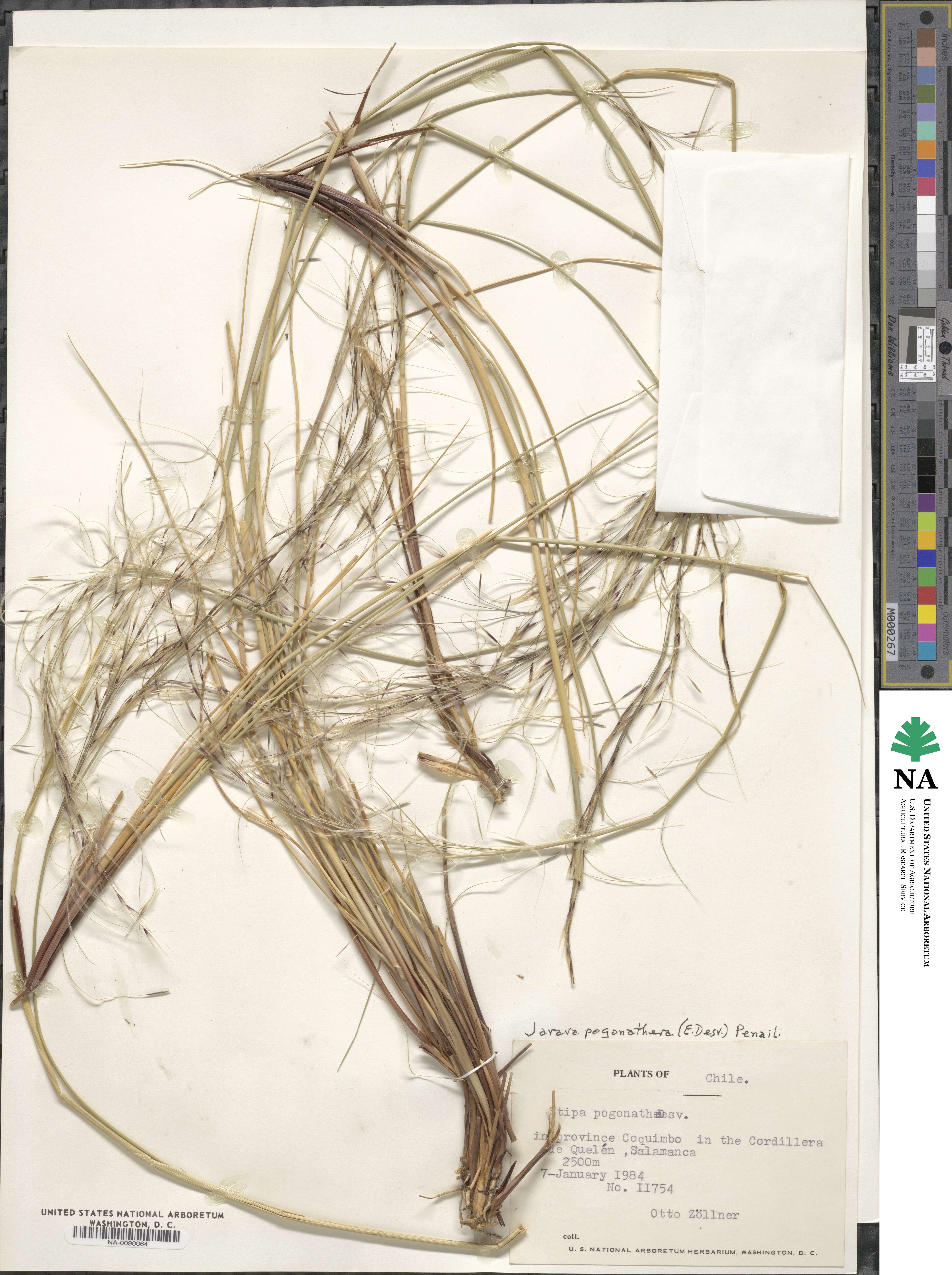 Stipa pogonathera image