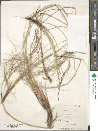 Image of Stipa pogonathera