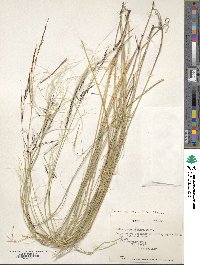 Stipa pogonathera image