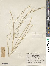 Stipa pogonathera image