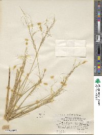 Stipa pogonathera image