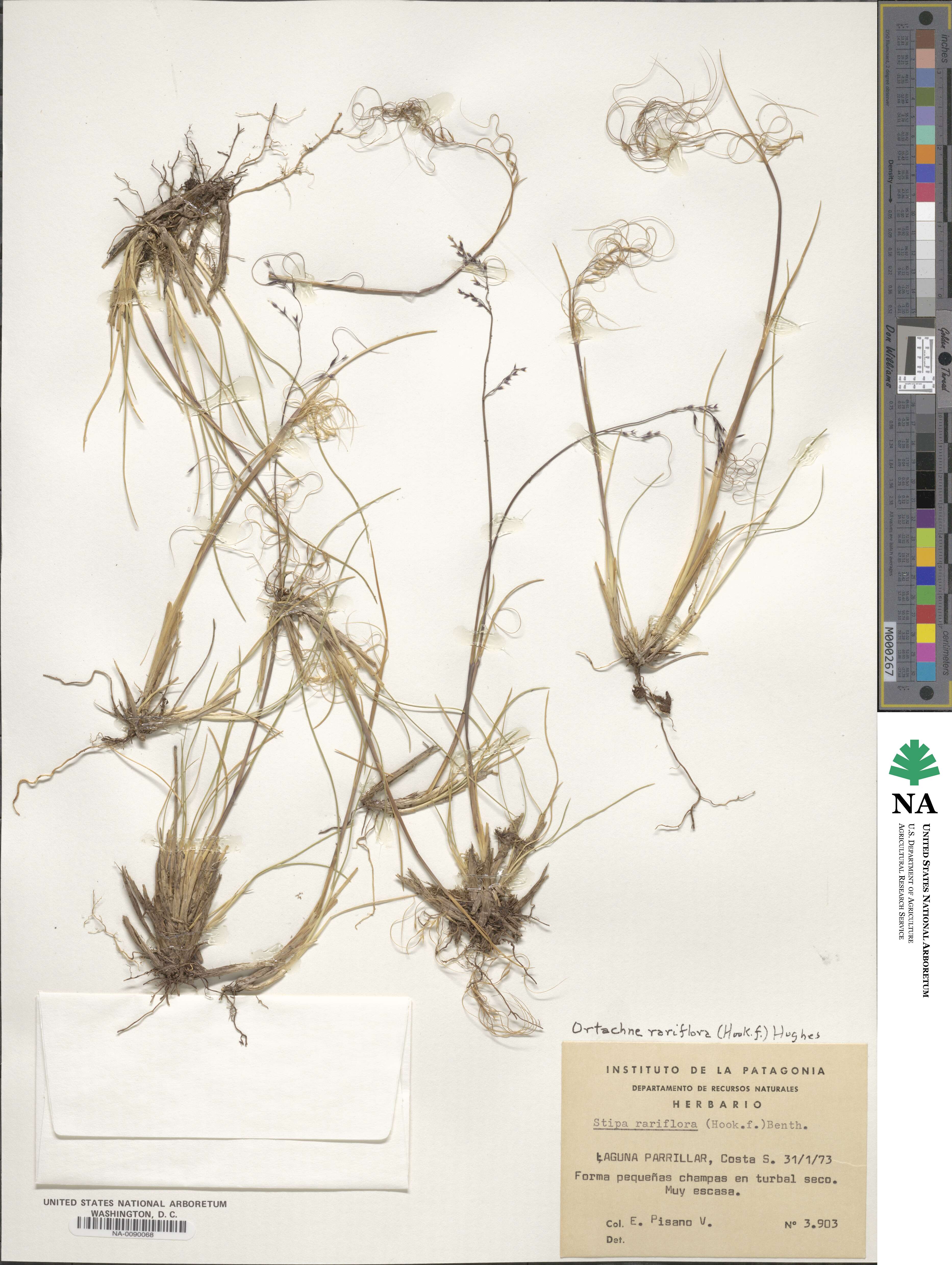 Ortachne rariflora image
