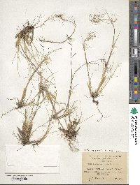 Ortachne rariflora image