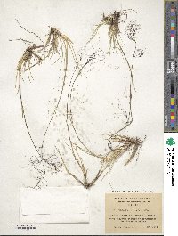 Ortachne rariflora image