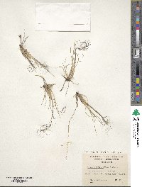 Ortachne rariflora image