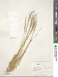 Image of Pappostipa speciosa