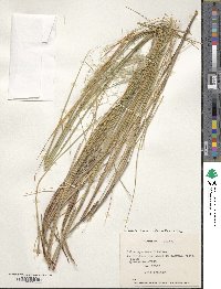 Pappostipa speciosa image