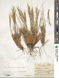 Pappostipa speciosa image