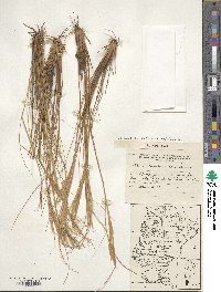 Pappostipa speciosa image