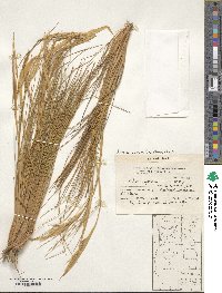 Pappostipa speciosa image